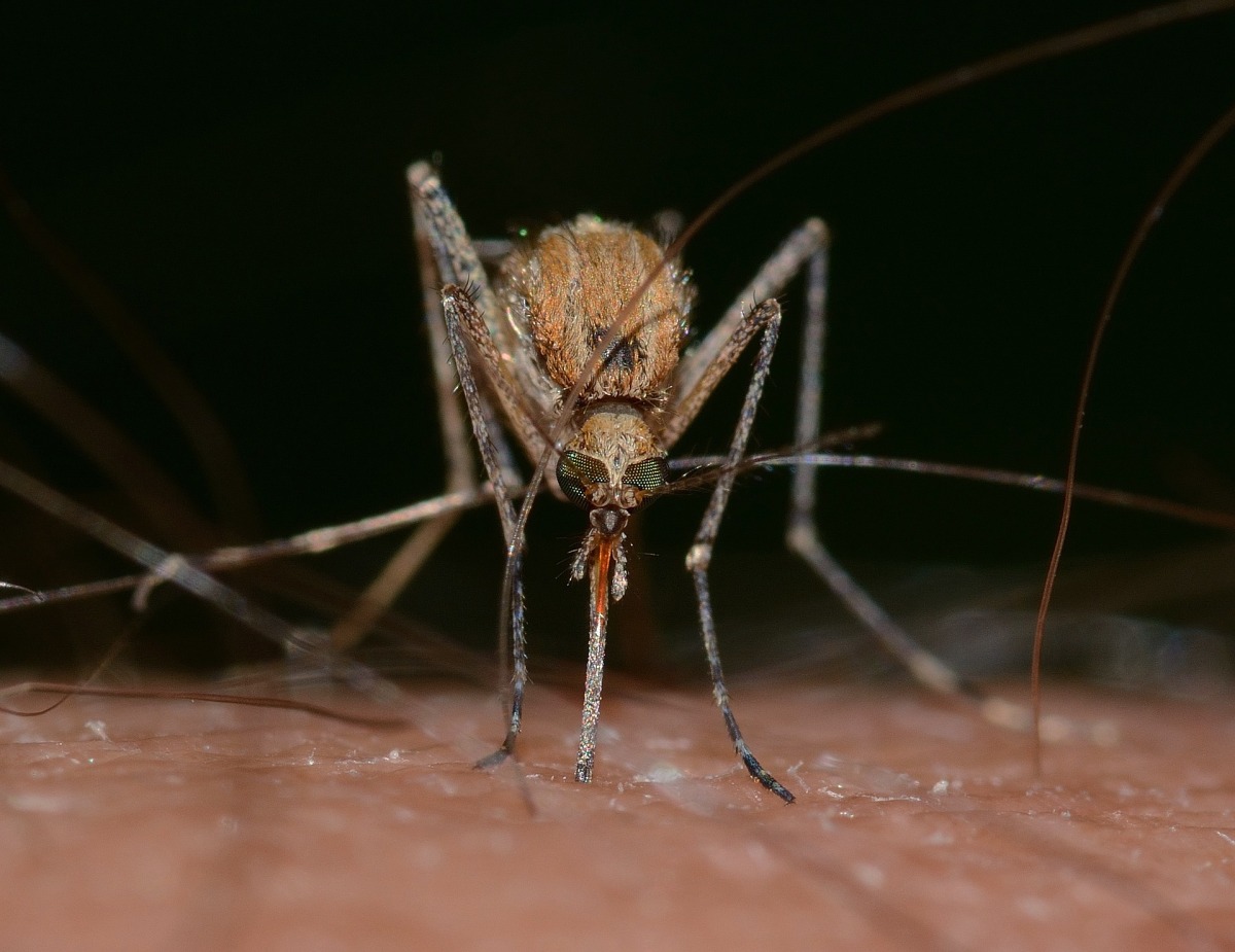 De mug, het meest dodelijke dier